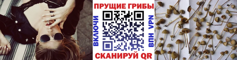 ссылка на мегу ссылка  Злынка  Галлюциногенные грибы прущие грибы 